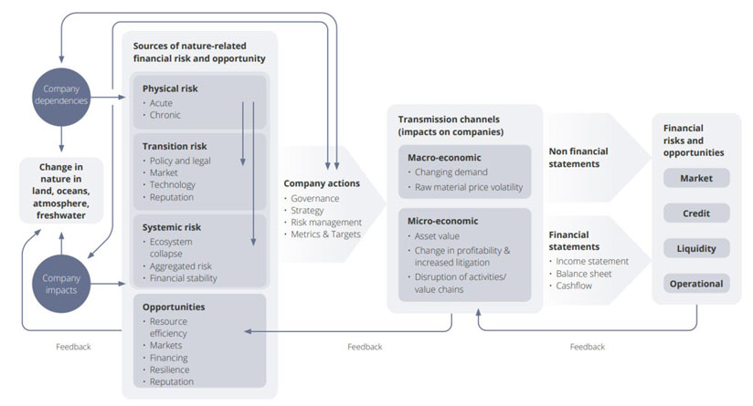 図　TNFD自然関連リスクと機会管理・情報開示フレームワーク エグゼクティブサマリー